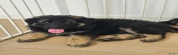 German Shepherd dogs for sale: German Shepherd Puppies in Salisbury - Advert 5