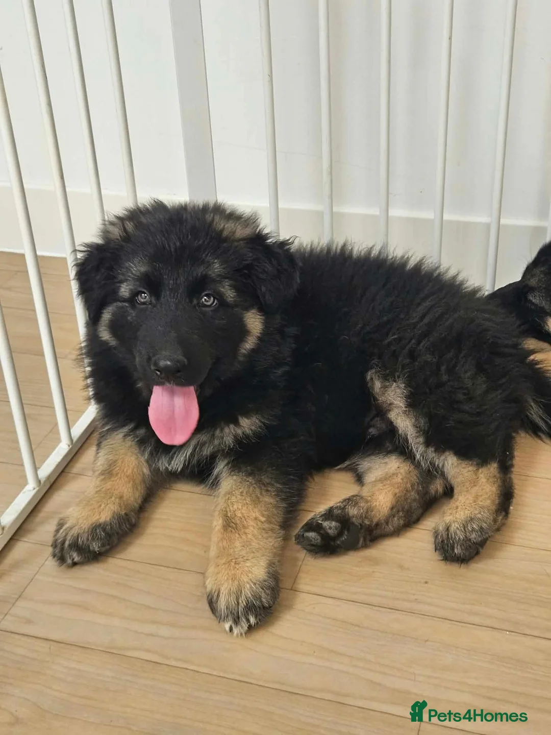 German Shepherd dogs for sale: German Shepherd Puppies in Salisbury - Advert 5