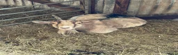 Goats livestock for sale: Pygmy Goats For Sale in Welshpool - Advert 4