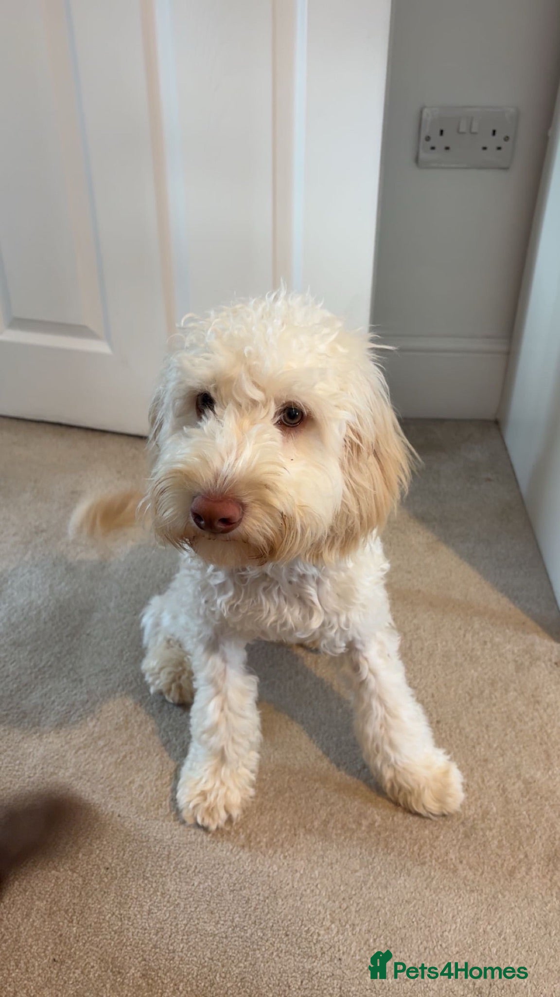 Cockapoo dogs Teddy - 8 month old miniature cockapoo - Advert 7