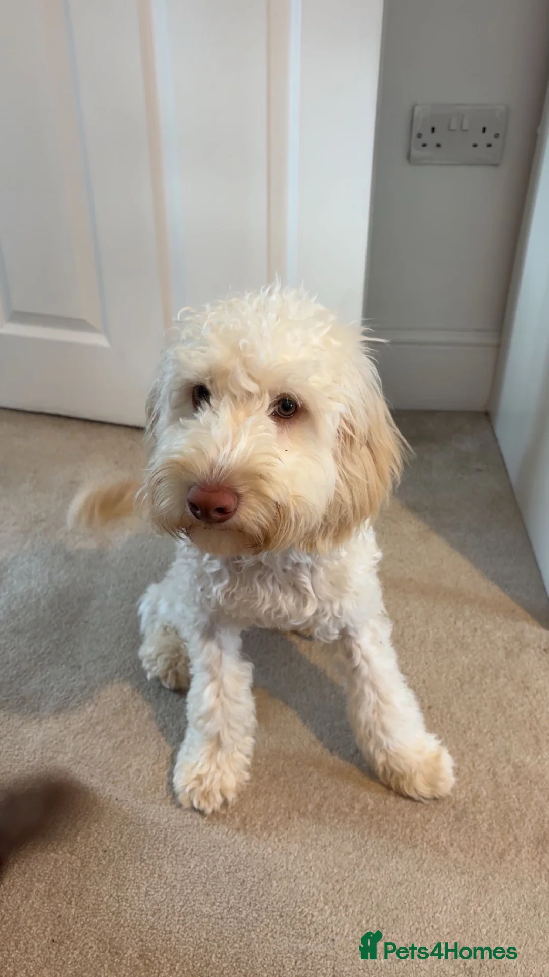 Cockapoo dogs for sale: Teddy - 8 month old miniature cockapoo in Keighley - Advert 1