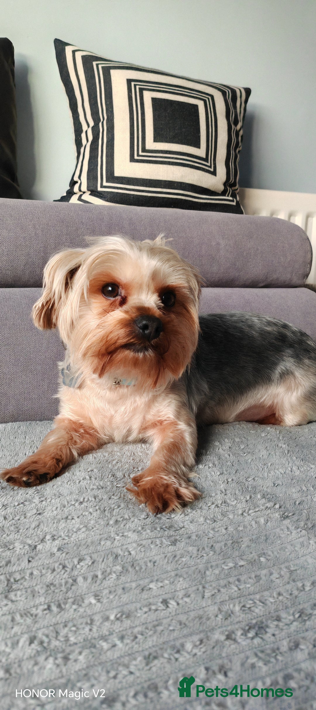 Yorkshire Terrier dogs for sale: 2 year old Yorkshire Terrier Male - Advert 5