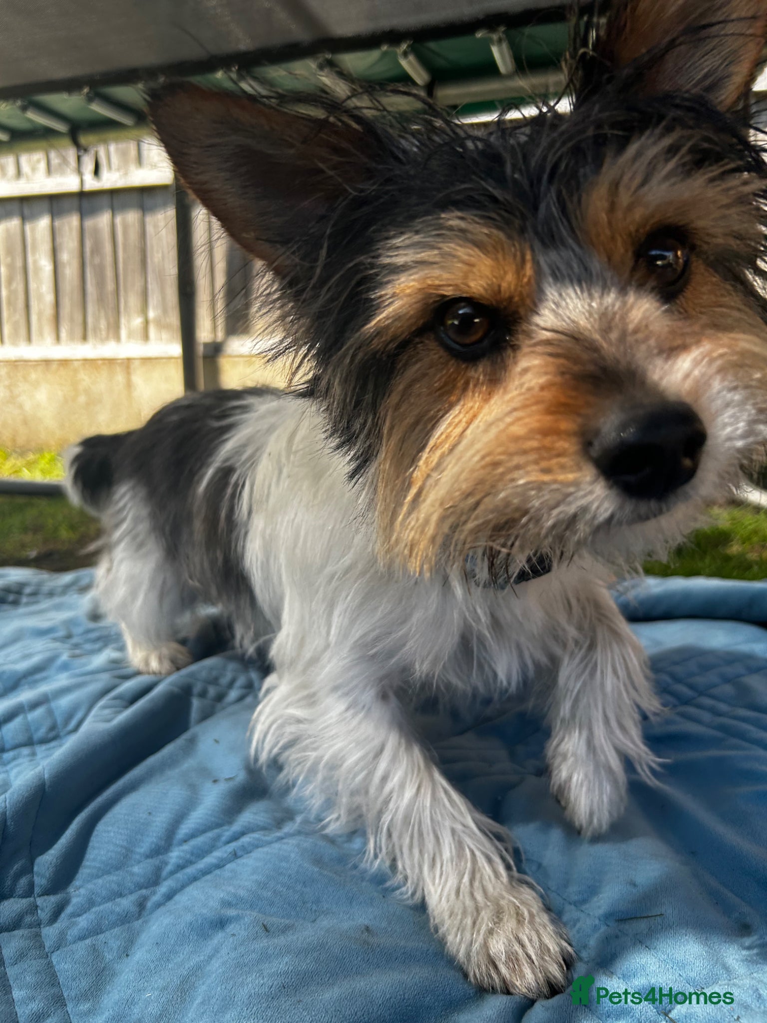 Jackapoo dogs for sale: Buster in Kidderminster - Advert 9