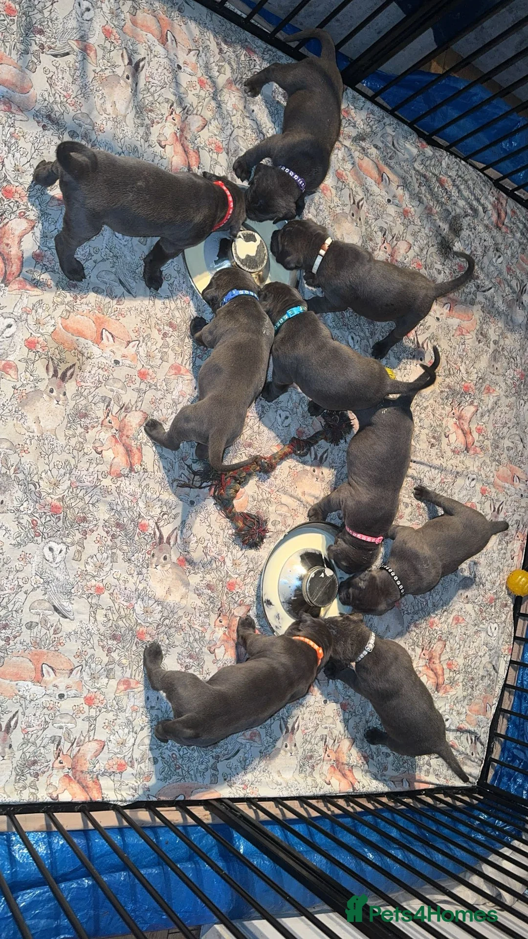 Cane Corso dogs for sale: Pure Blue Cane Corso puppies for sale - Advert 40