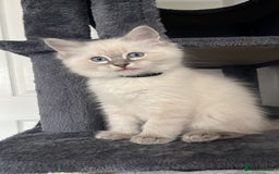 Ragdoll cats for stud: Bluepoint ragdoll stud  in Milton Keynes - Image 22