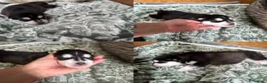 Siberian Husky 3