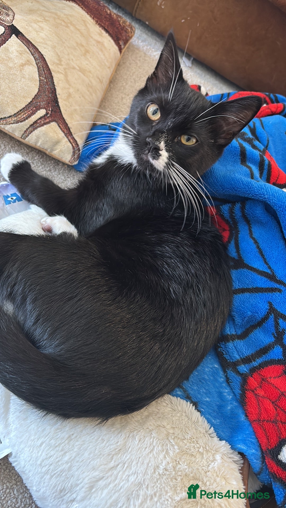 Mixed Breed cats Boy kitten needed to be rehomed - Advert 17