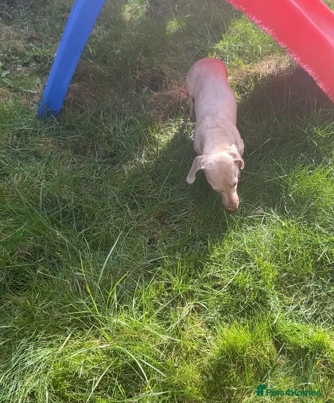 Miniature Dachshund dogs for stud: ⭐️ TRIGGER⭐️ smooth hair Isabella & Tan STUD in Mexborough - Advert 28