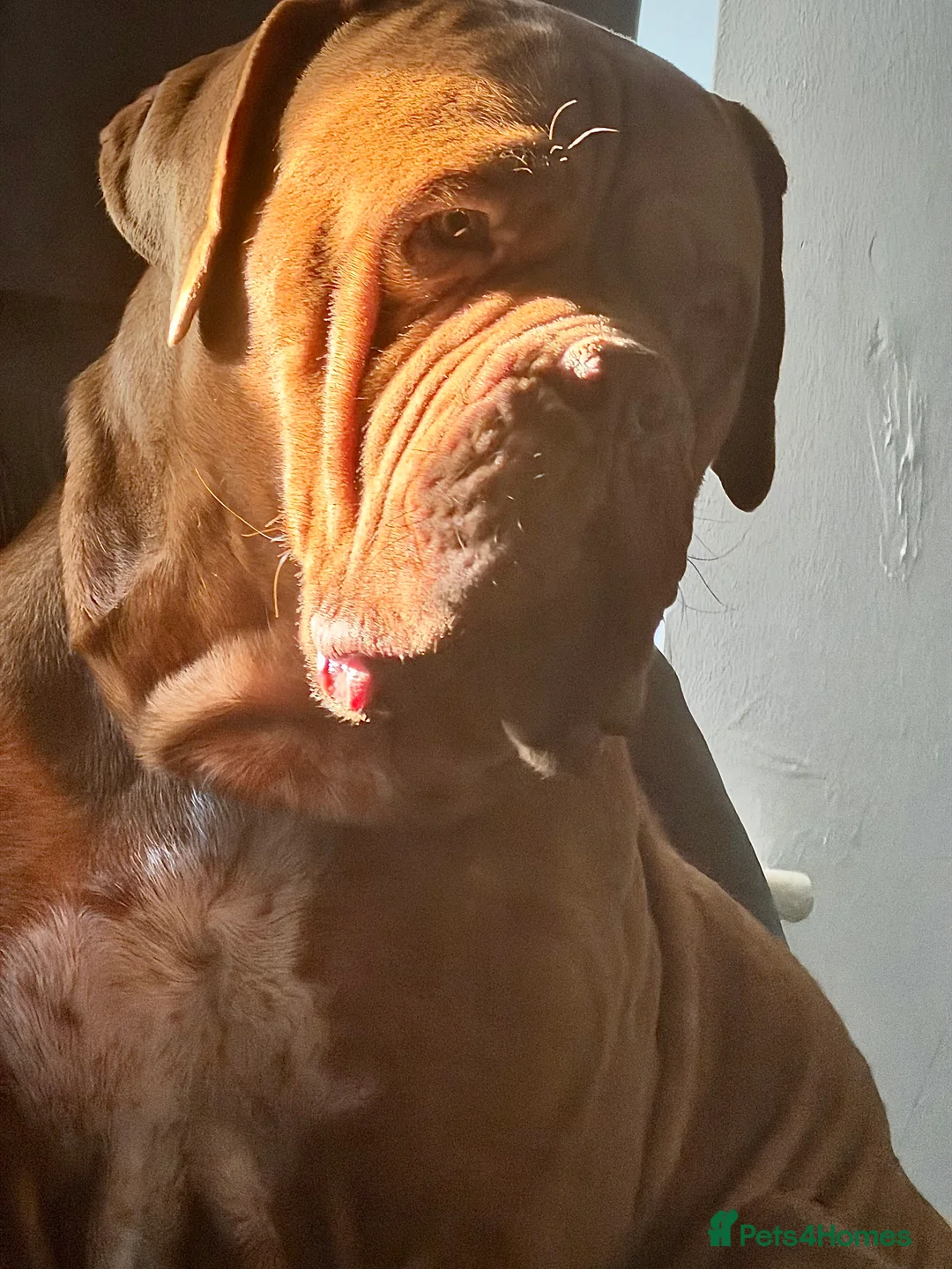 Dogue De Bordeaux dogs for sale: Hoochy poochy  - Advert 1
