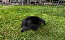 Mini Lop rabbits for sale: mini lops  - Image 5
