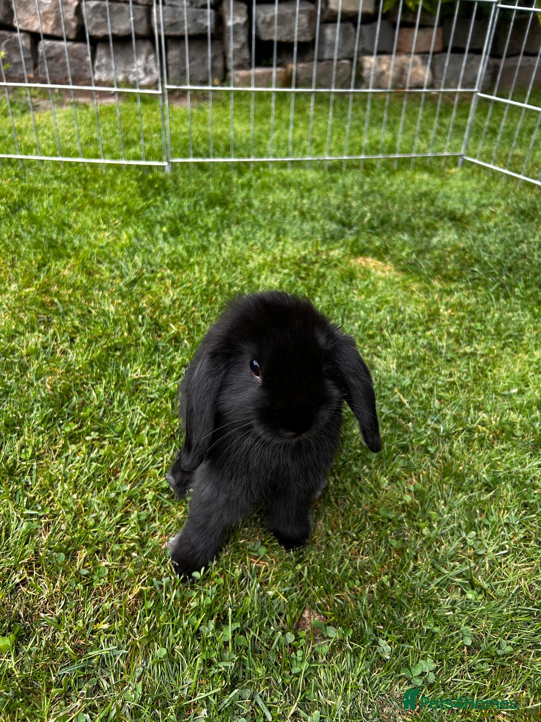 Mini Lop rabbits for sale: mini lops  - Image 5