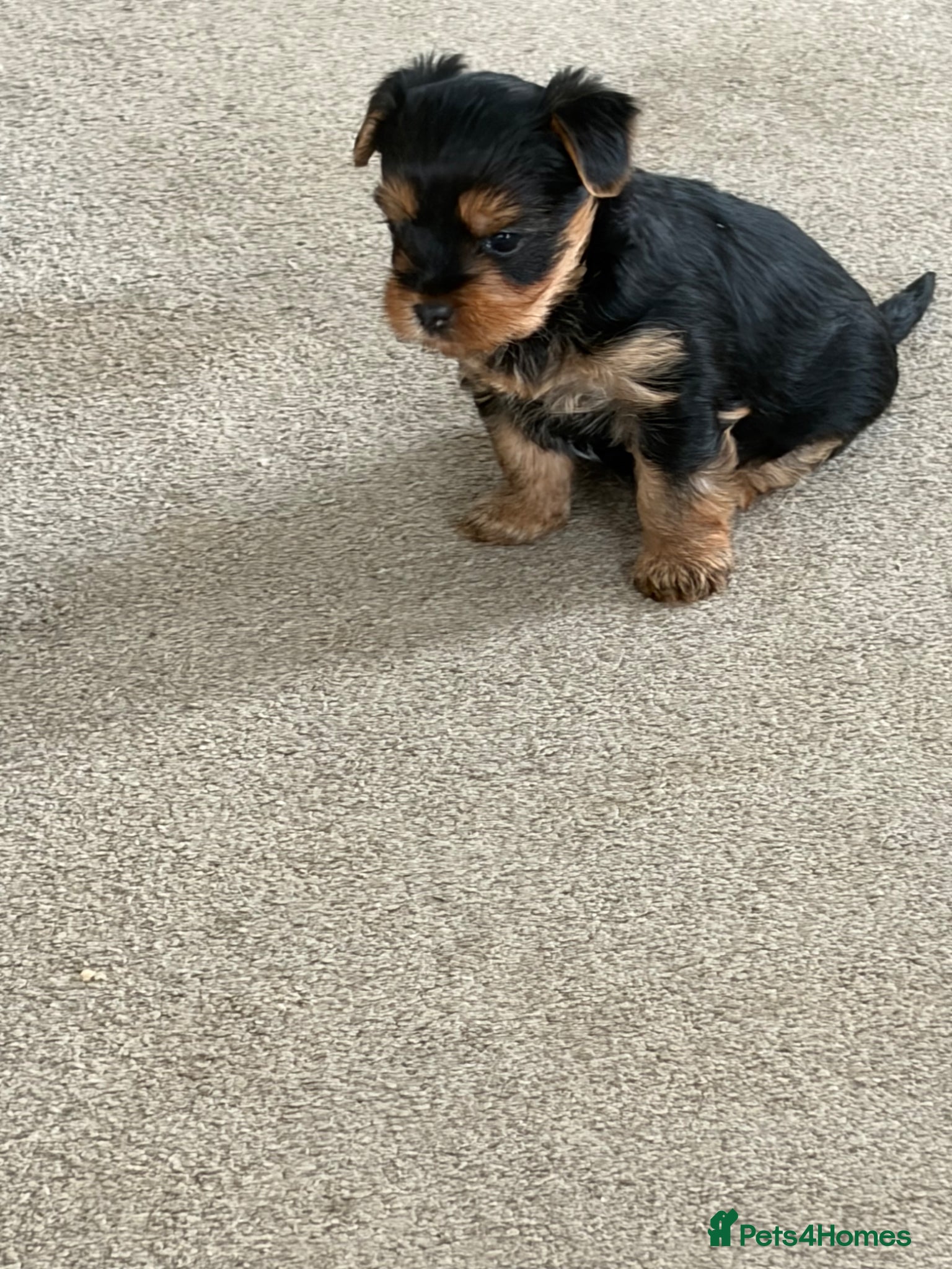 Yorkshire Terrier dogs Adorable litter 3 Yorkshire Terrier Puppies  - Advert 1