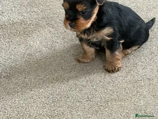 Yorkshire Terrier dogs Adorable litter 3 Yorkshire Terrier Puppies - Advert 1
