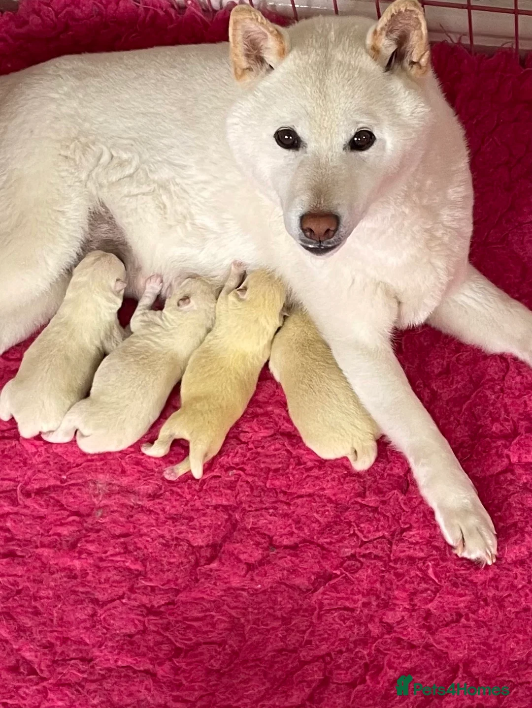 Japanese Shiba Inu dogs for stud: Health tested, KC Registered, Proven Stud - Advert 11