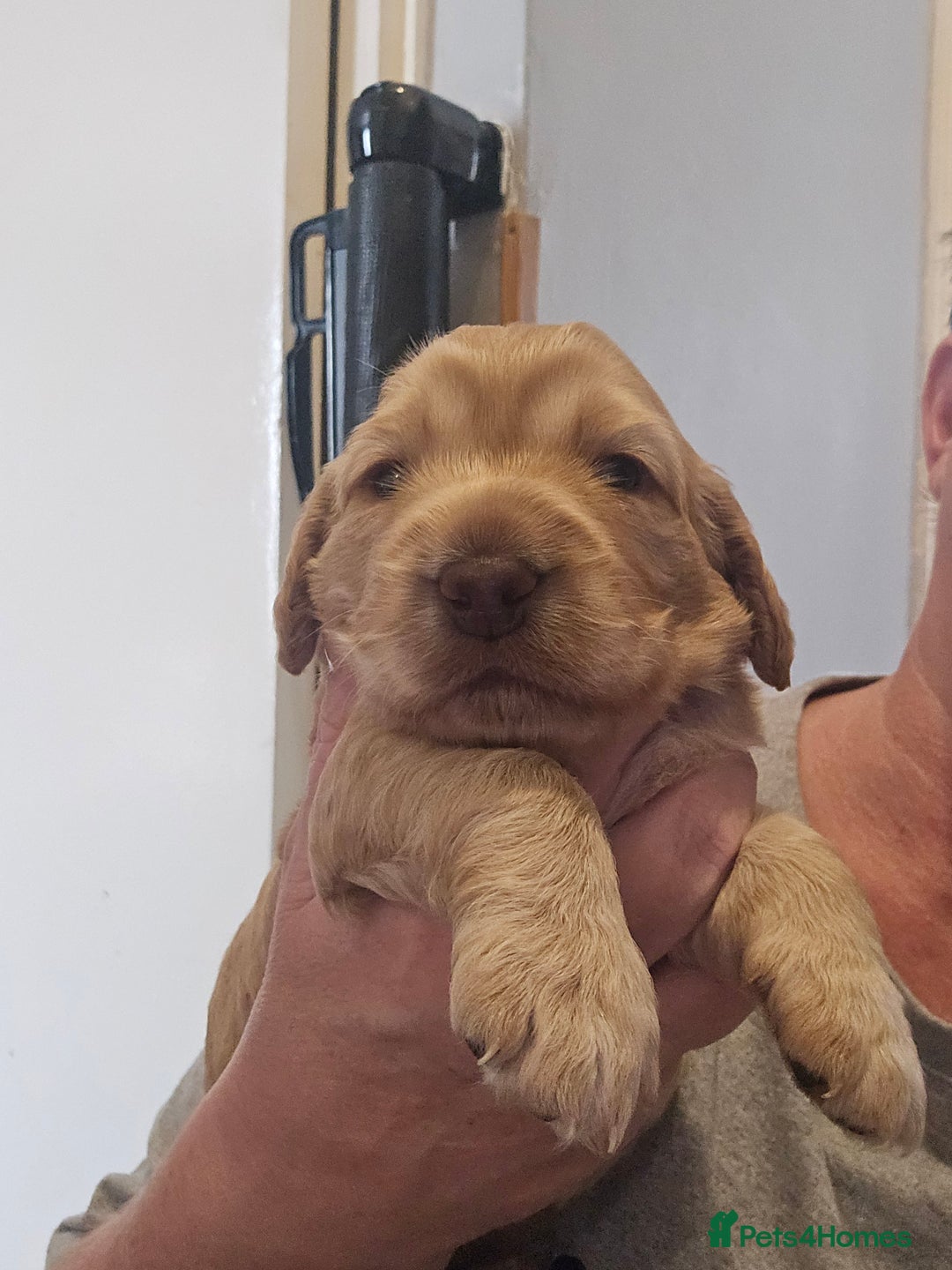 Cockapoo dogs for sale: Female cockapoo cream/beige - Image 1