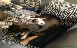 Mixed Breed dogs for sale: Mum is 3/4 jackrussell x1/4 chihuahua & dad jack - Image 2