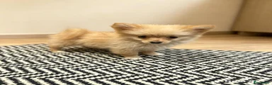 Pomeranian 1