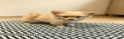 Pomeranian dogs for sale: Pomeranian puppies ready now  - Advert 2