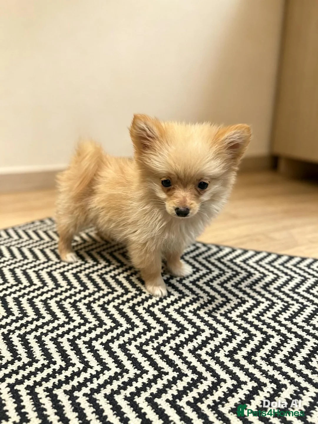 Pomeranian dogs for sale: Pomeranian puppies ready now  - Advert 2