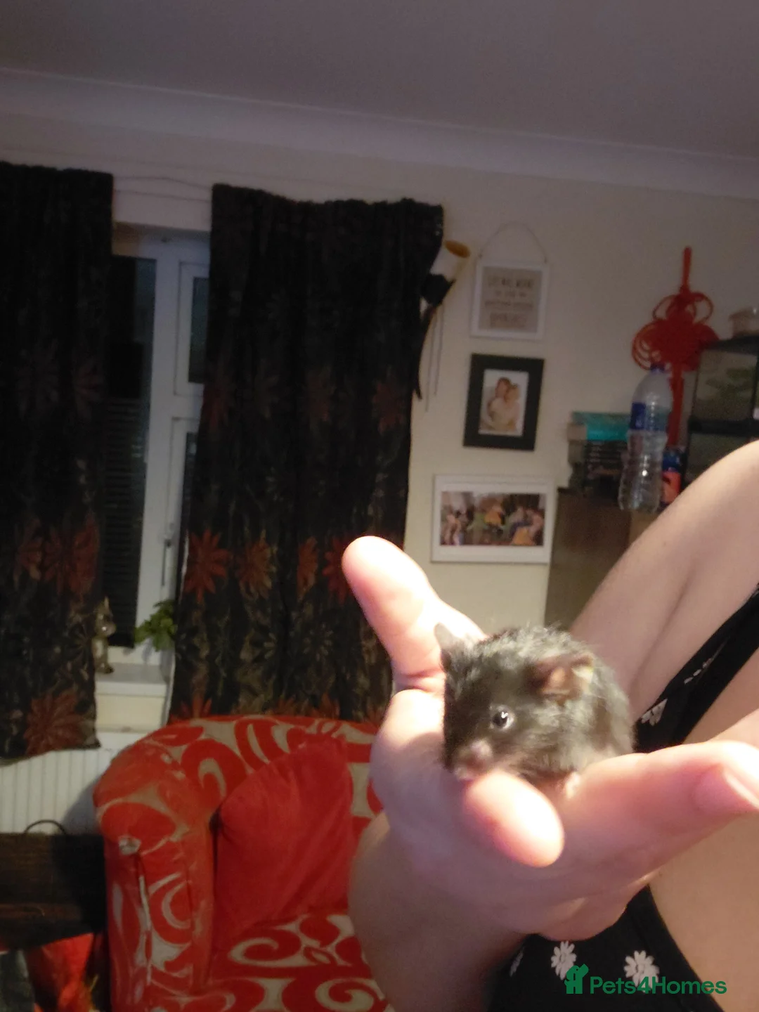 Mouse rodents for sale: Two male mice - Advert 7