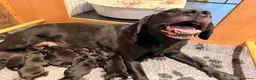 Labrador Retriever dogs for sale: 🖤 Beautiful black Labrador puppies 🖤 - Advert 2