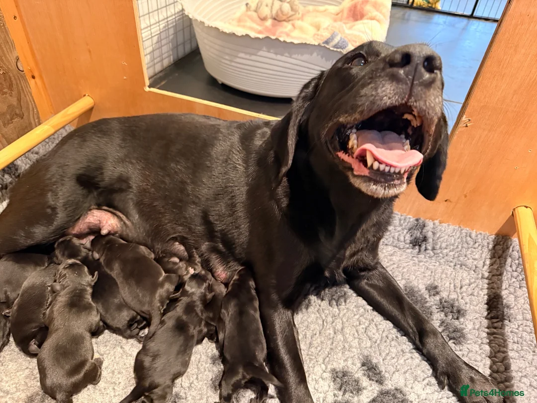 Labrador Retriever dogs for sale: 🖤 Beautiful black Labrador puppies 🖤 - Advert 2