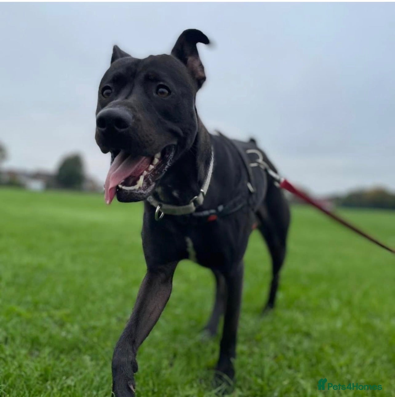 Mixed Breed dogs Dog for rehoming  - Advert 1