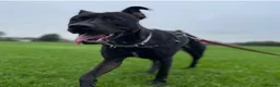 Mixed Breed dogs for sale: Dog for rehoming  in Widnes - Advert 1