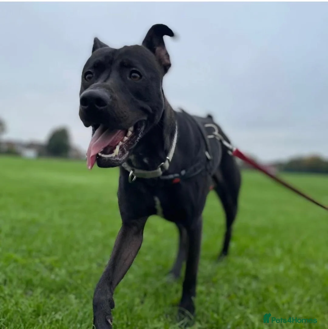 Mixed Breed dogs for sale: Dog for rehoming  in Widnes - Advert 1