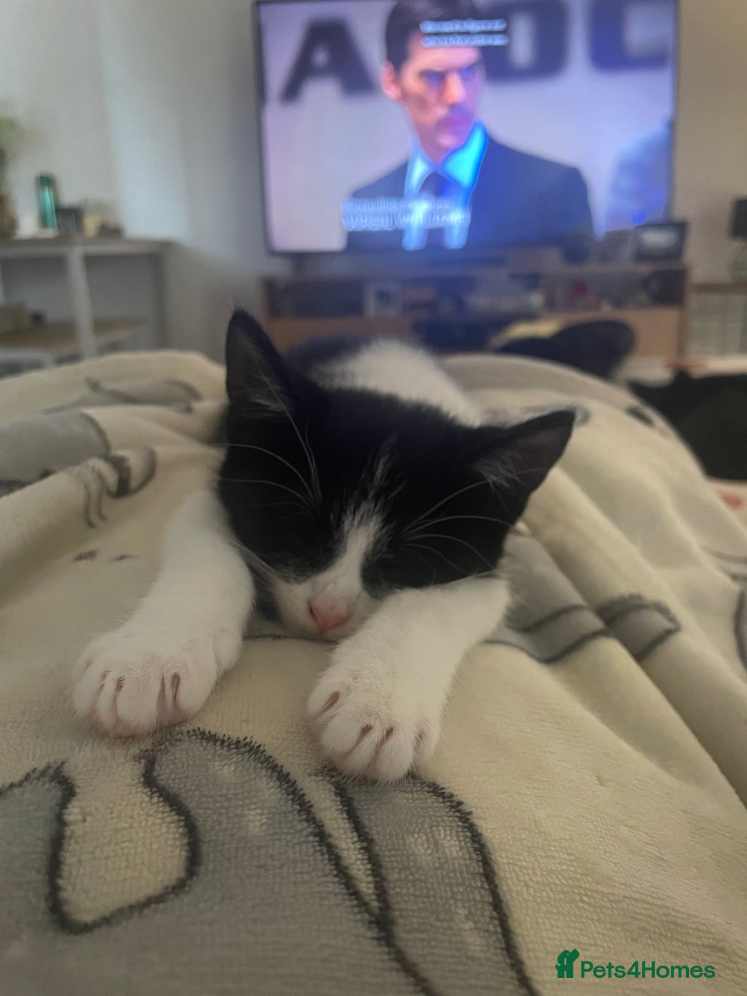 British Shorthair cats for sale: Timothy - Advert 2