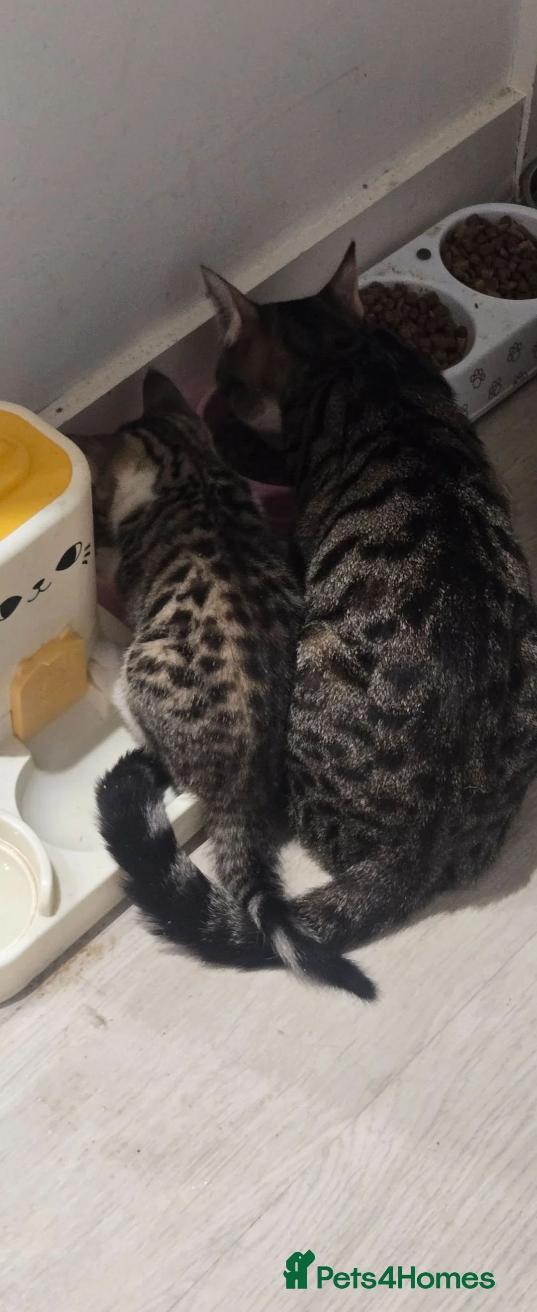 Mixed Breed cats for sale: Adorable kittens looking for loving home in Birmingham - Advert 2