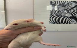 Rat rodents for sale: Very friendly baby rats, including dumbo Siamese  - Image 6