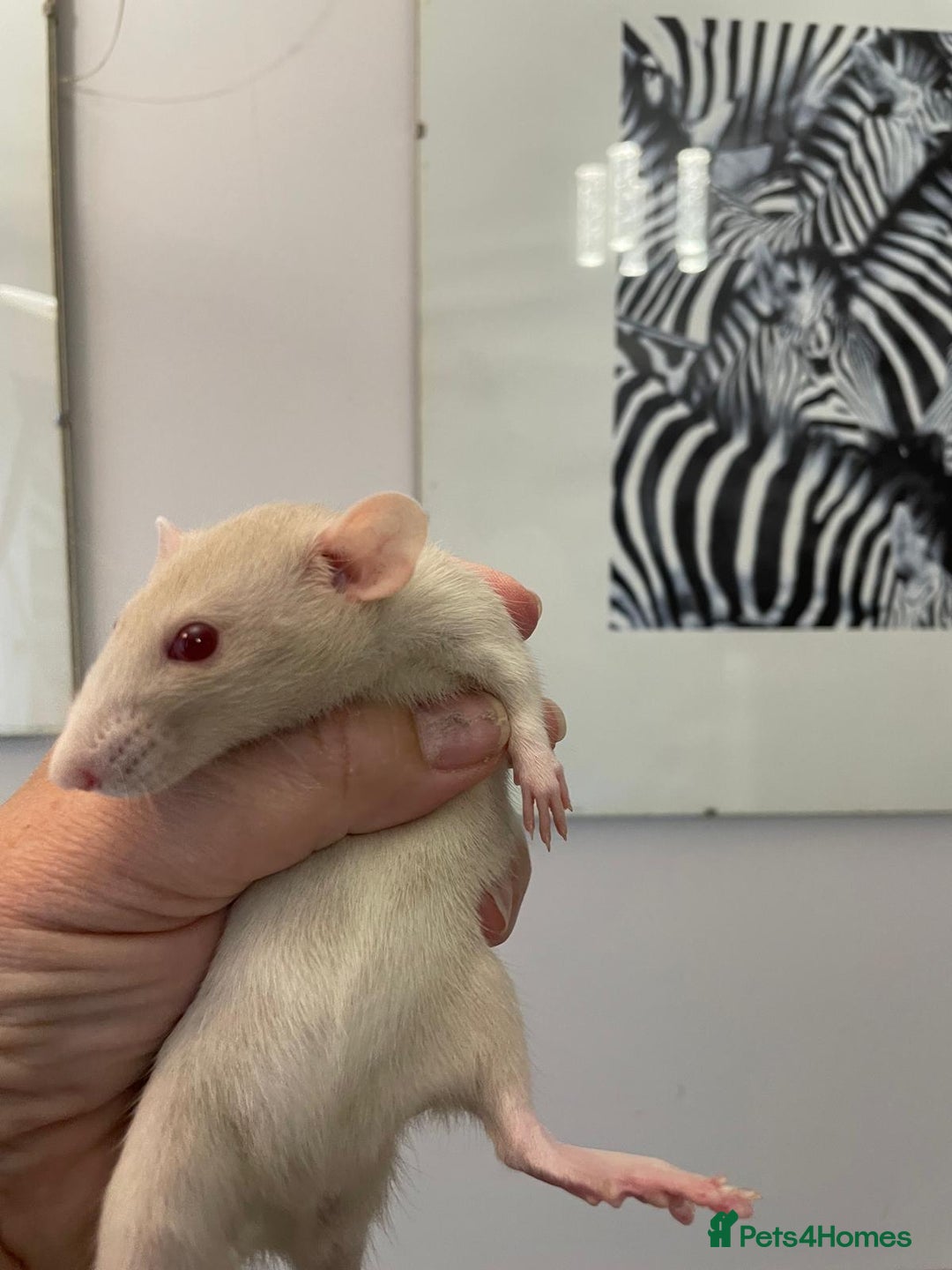Rat rodents for sale: Very friendly baby rats, including dumbo Siamese  - Image 6