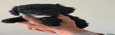 Cockapoo 4