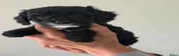 Cockapoo dogs for sale: Beautiful f2 cockapoo puppies for sale  - Advert 8