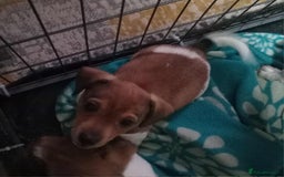 Jack Russell dogs for sale: 1 male 1 Femail Jack Russell pup for sale - Image 5