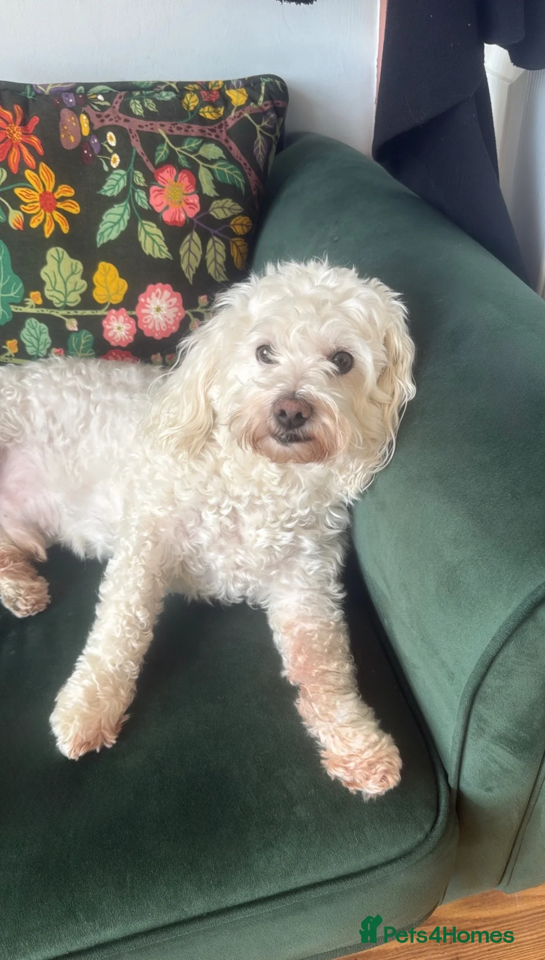Poochon dogs for sale: Poochon for adoption  - Advert 1