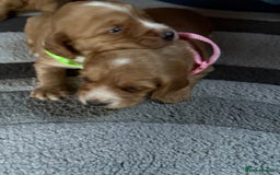Cocker Spaniel dogs for sale: Working cocker Spainel puppys  - Image 3