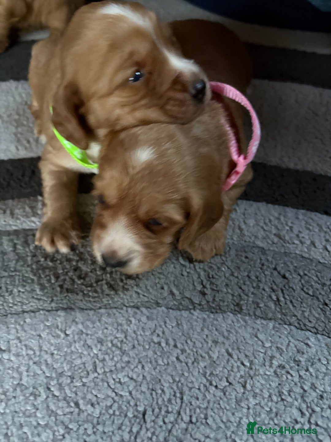 Cocker Spaniel dogs for sale: Working cocker Spainel puppys  - Image 3