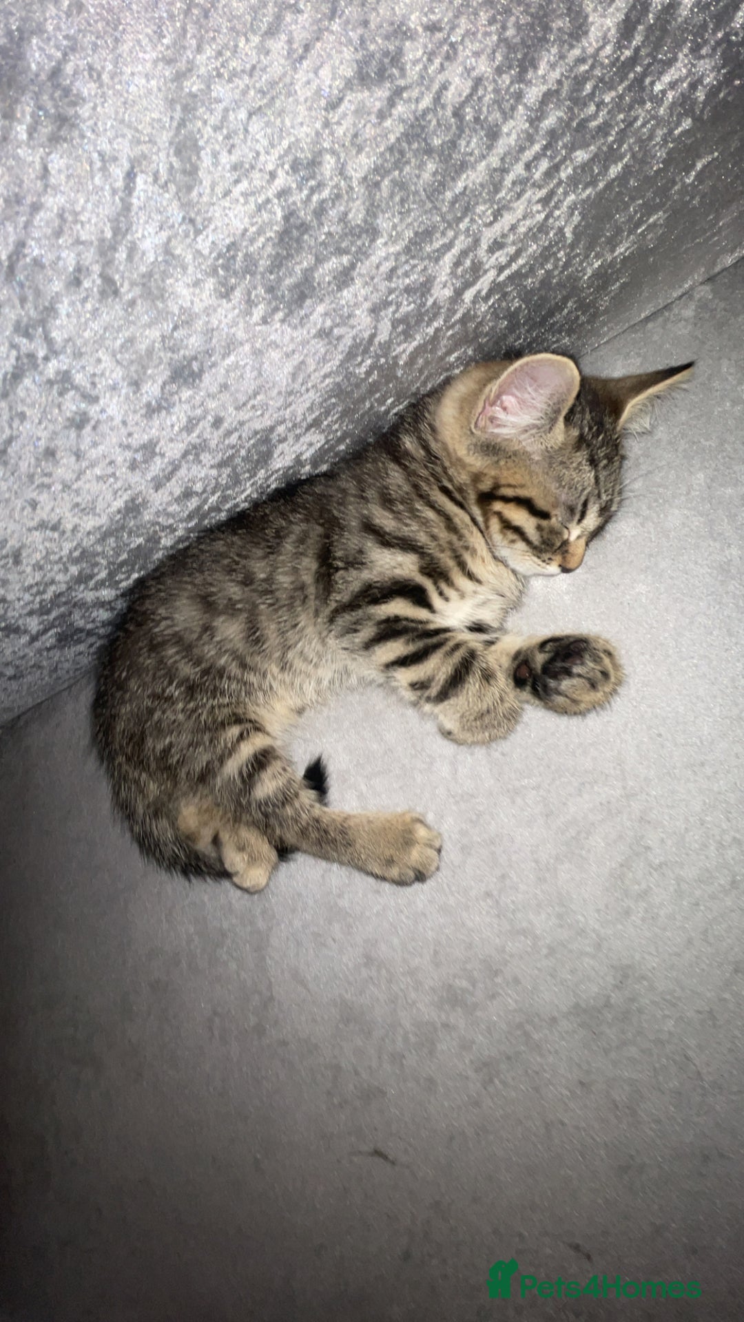 Mixed Breed cats for sale: 4 month old male kitten ready to leave - Image 8