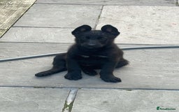 German Shepherd dogs for stud: 4-Year-Old Czech Shepherd- Proven Stud (Sheffield) - Image 10