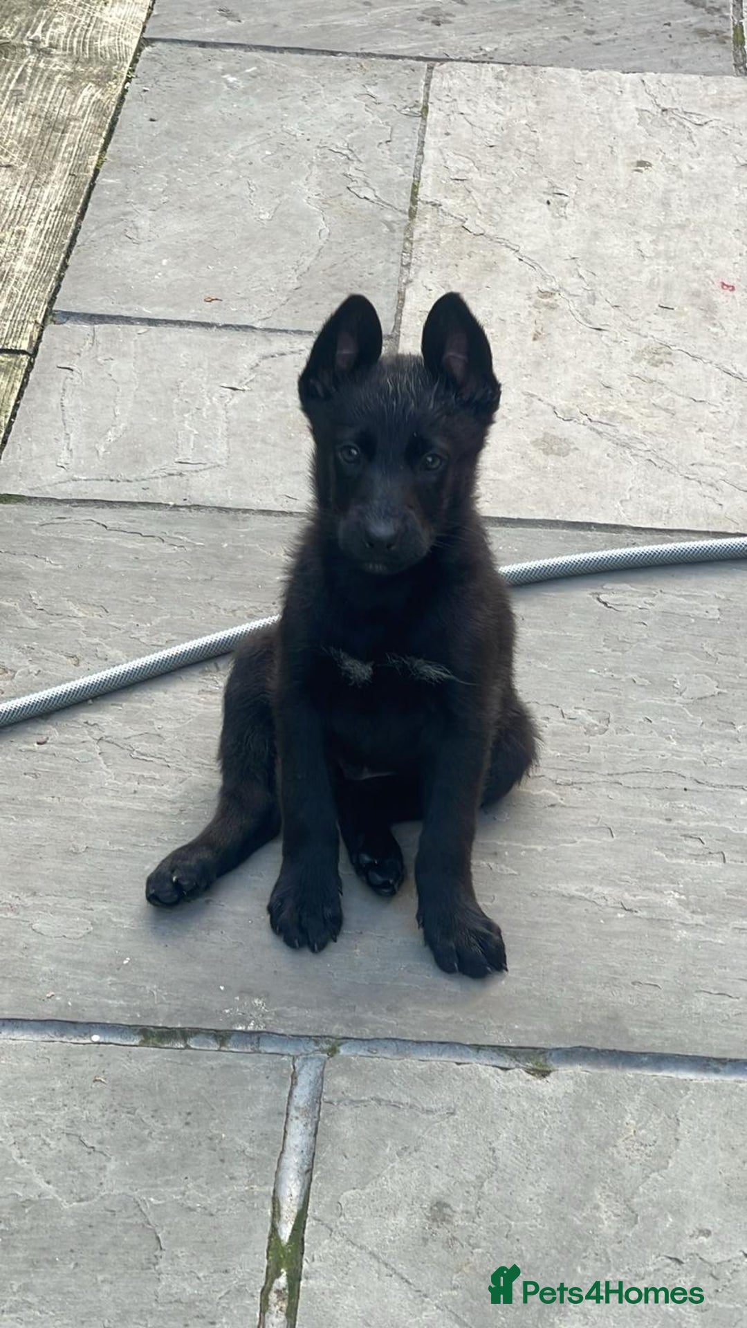 German Shepherd dogs for stud: 4-Year-Old Czech Shepherd- Proven Stud (Sheffield) - Image 10