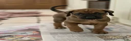 Rhodesian Ridgeback dogs for sale: KC Registered Rhodesian Ridgeback Puppies in Walsall - Advert 2