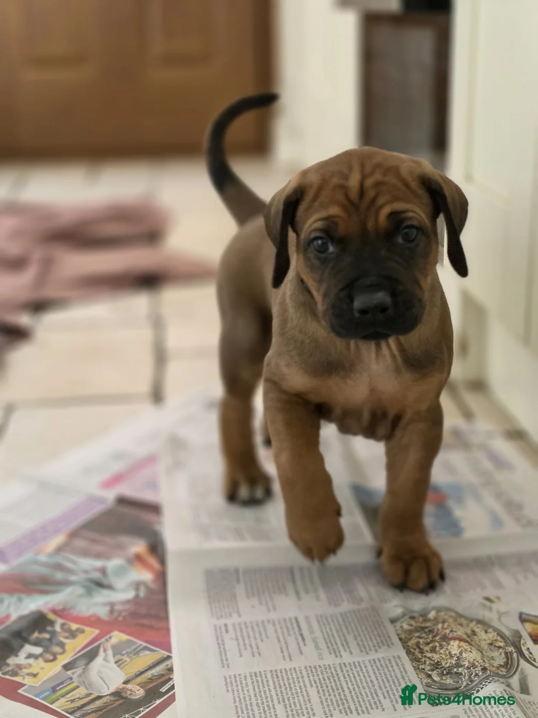 Rhodesian Ridgeback dogs for sale: KC Registered Rhodesian Ridgeback Puppies in Walsall - Advert 2