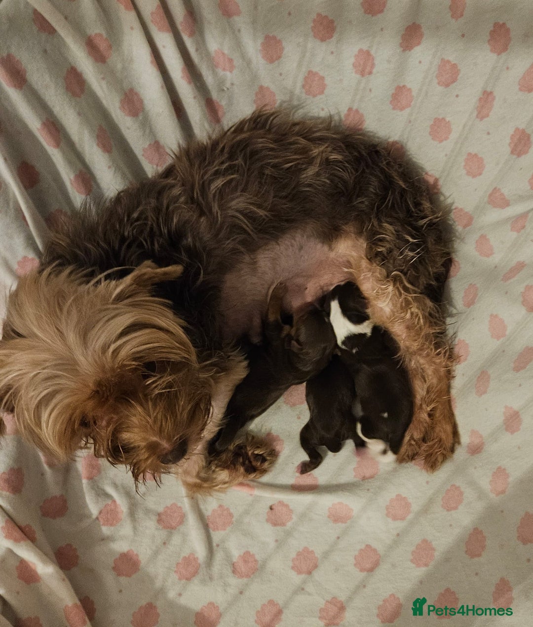 Yorkshire Terrier dogs for sale: 🤎 DNA tested parents 🤎 1 girl, 1 boy - Advert 3