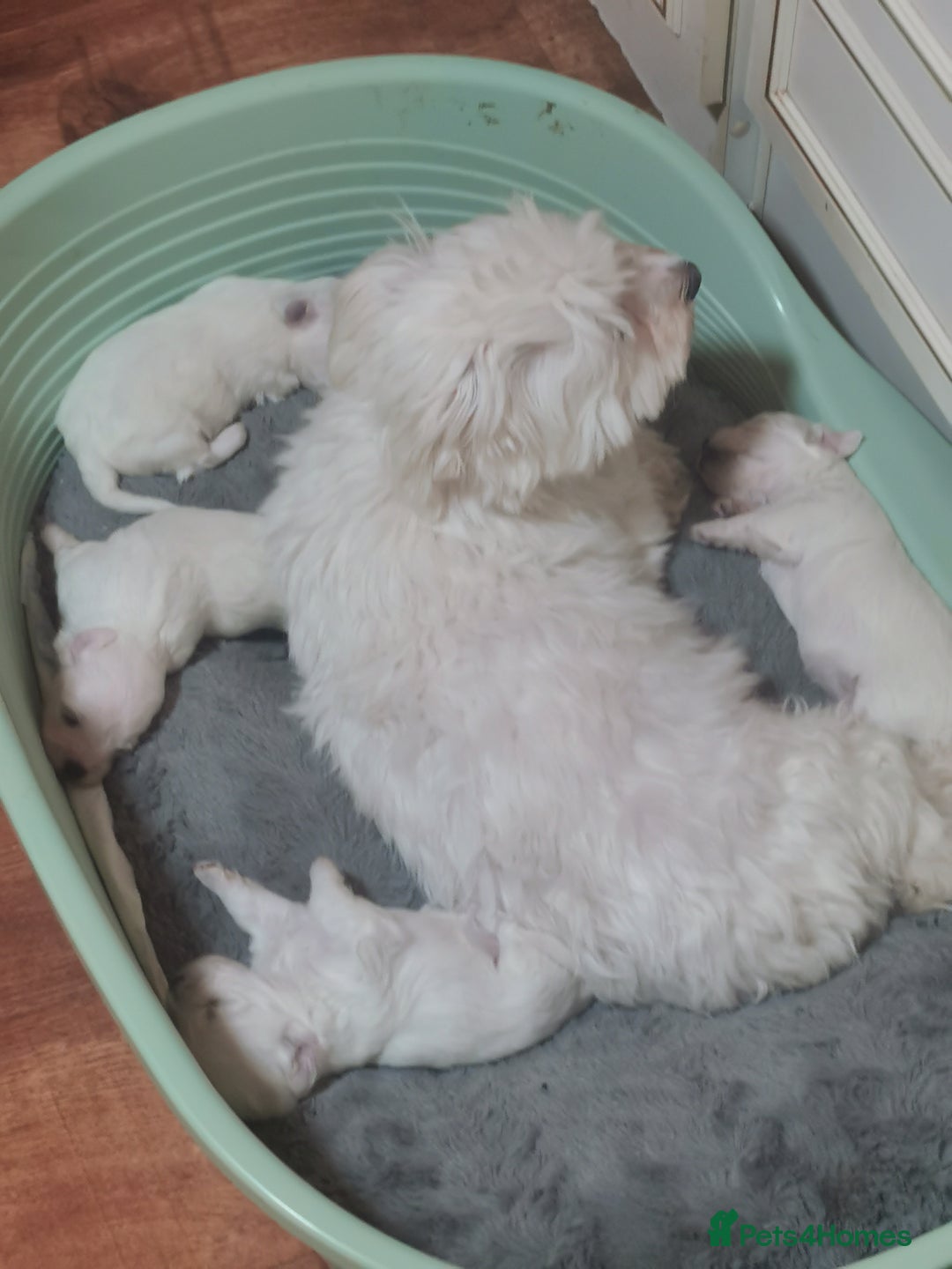 Maltese dogs for sale: Gorgeous Maltese Bichon puppies  - Advert 1