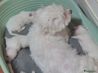 Maltese dogs Gorgeous Maltese Bichon puppies - Advert 1