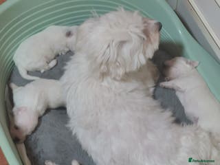 Maltese dogs Gorgeous Maltese Bichon puppies - Advert 5