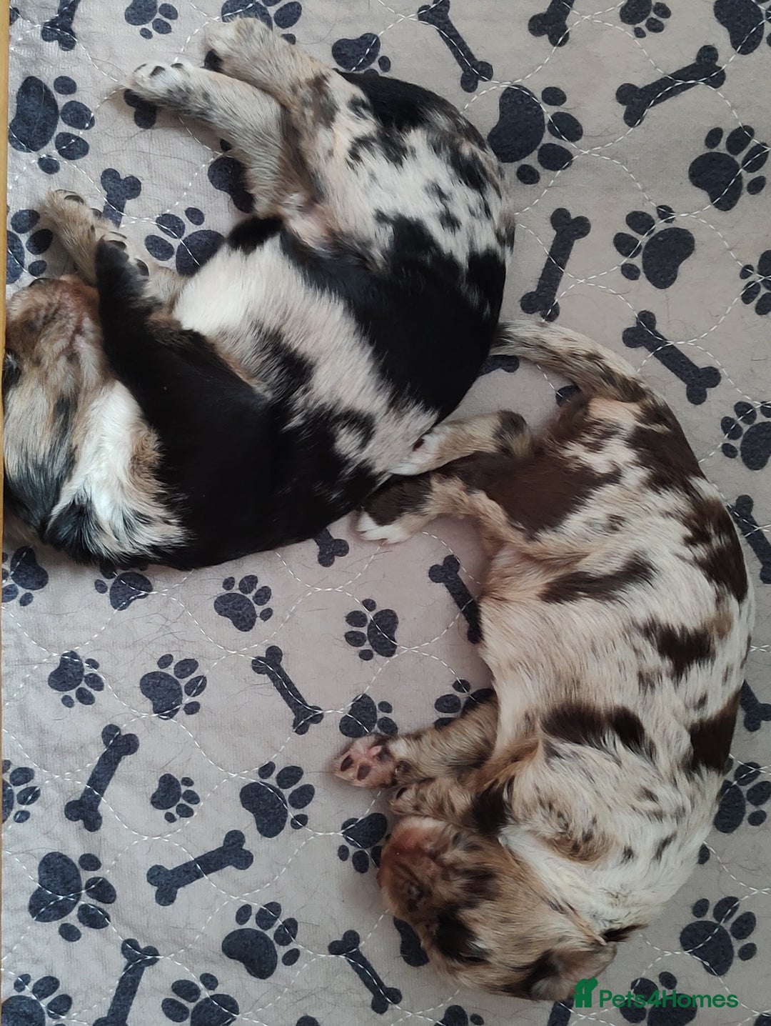 Sprocker dogs for sale: STRIKING SPROCKER SPANIEL PUPPIES  - Image 25