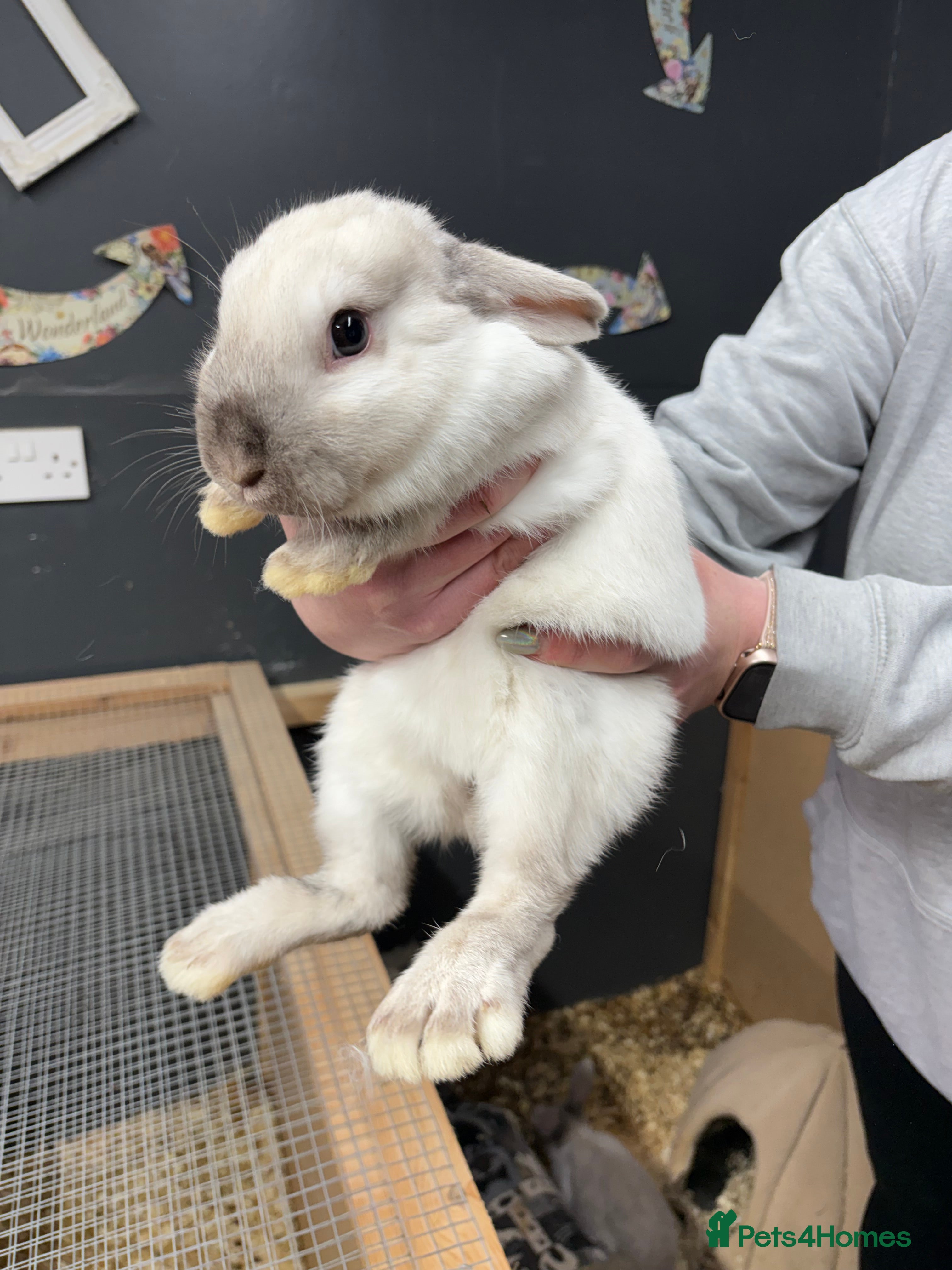 Lionhead rabbits Netherland x lop  - Advert 19